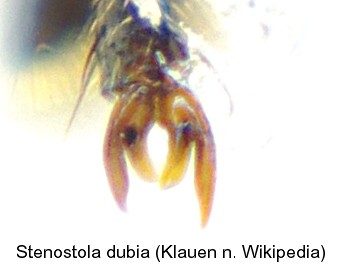 stenostola_dubia_claw.jpg
