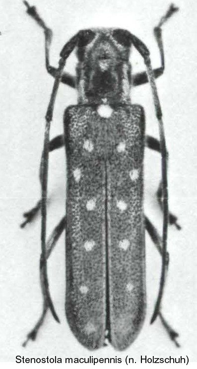 stenostola_maculipennis.jpg