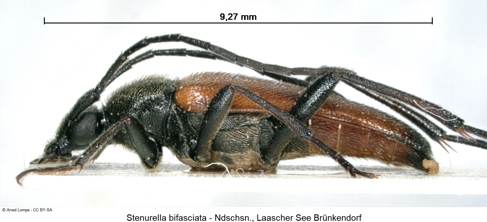 stenurella_bifasciata_ck11018_hab.jpg