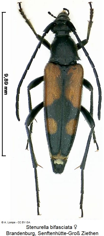 stenurella_bifasciata_hab.jpg