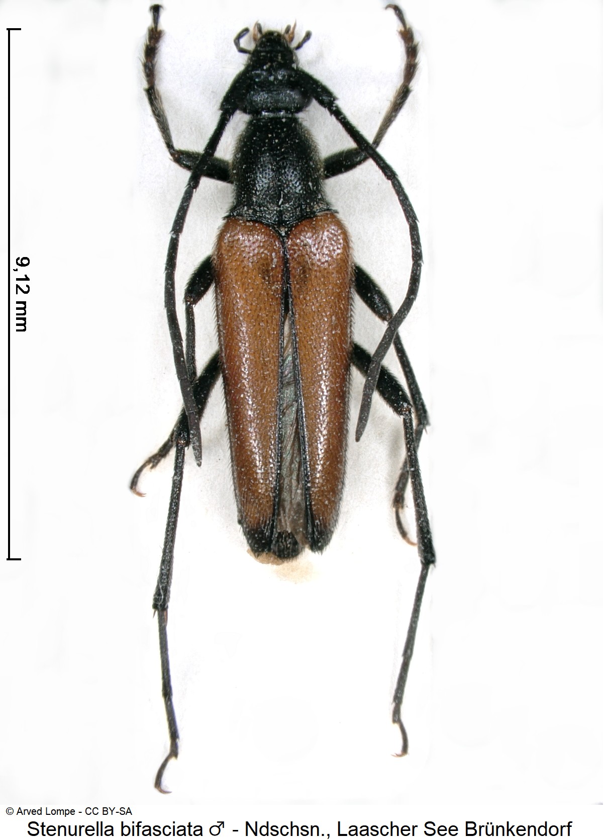 stenurella_bifasciata_m_ck11018_hab.jpg