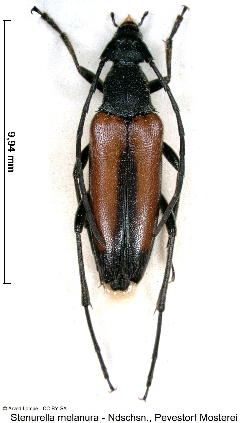 stenurella_melanura_ck11015_hab.jpg