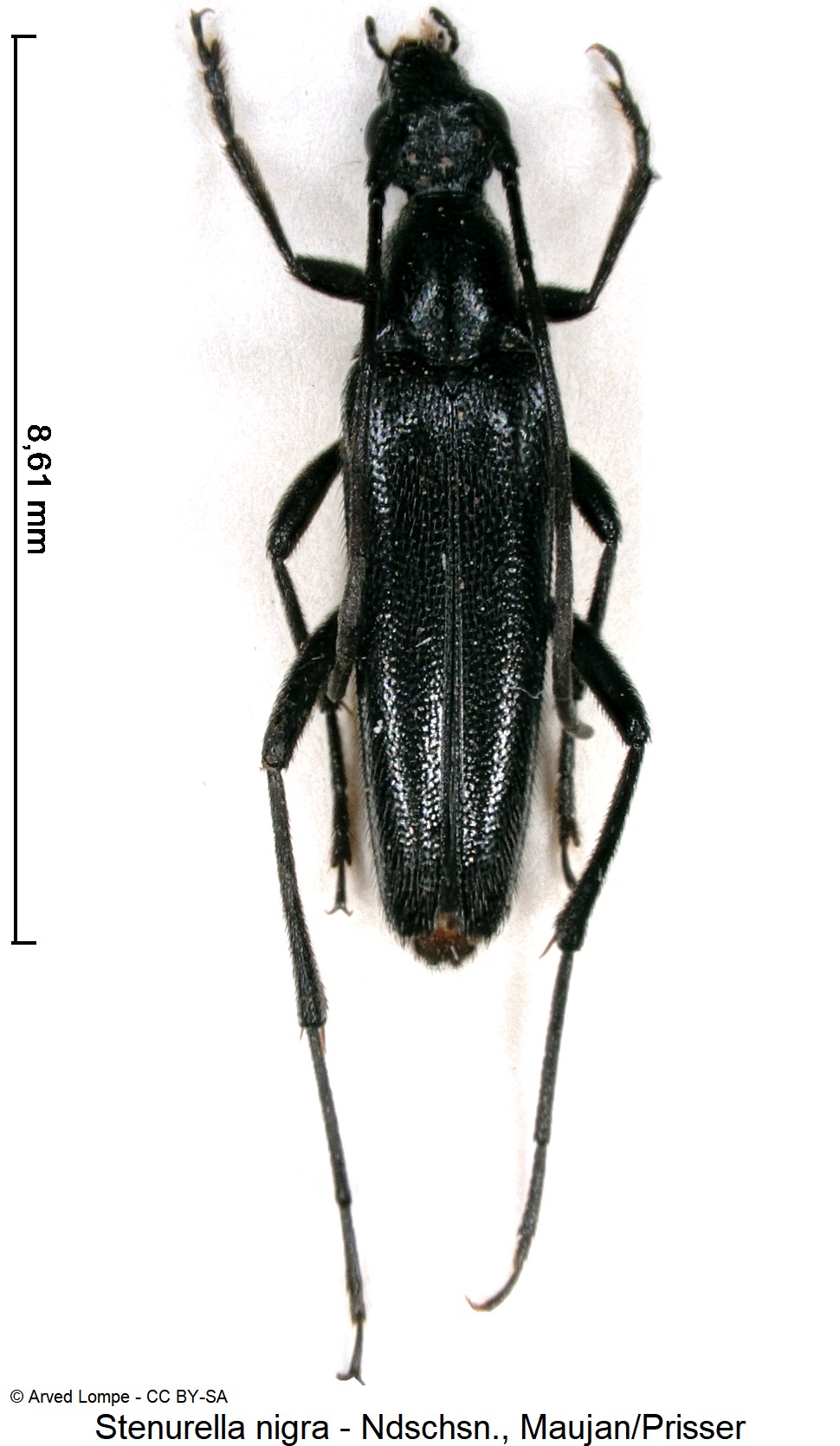 stenurella_nigra_ck11027_hab.jpg