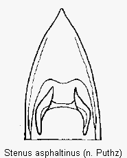stenus_asphaltinus.gif