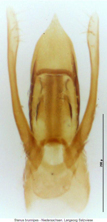stenus_brunnipes.jpg