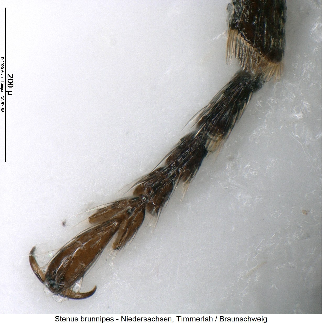 stenus_brunnipes_htr.jpg