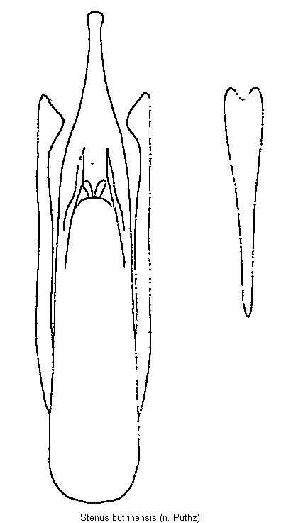 stenus_butrinensis.gif