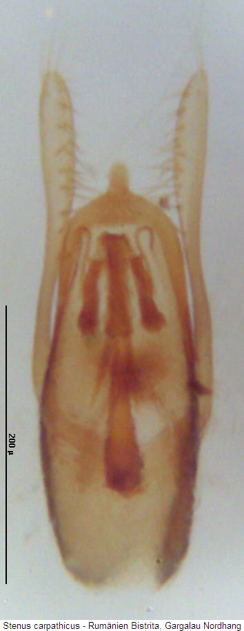 stenus_carpathicus.jpg