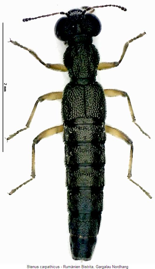 stenus_carpathicus_hab.jpg