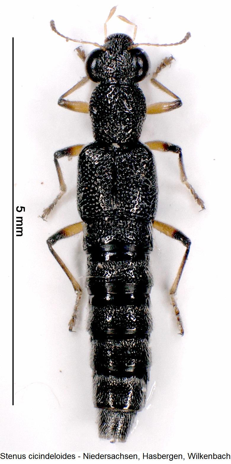stenus_cicindeloides_hab.jpg