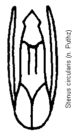 stenus_circularis.gif