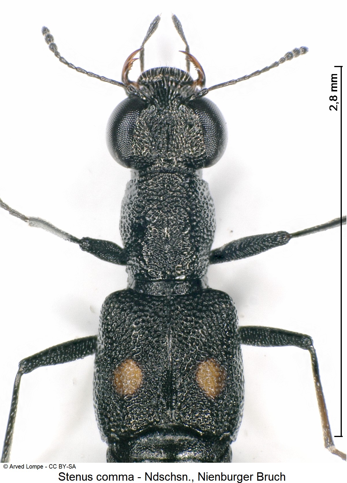 stenus_comma_ck35551283_vk.jpg