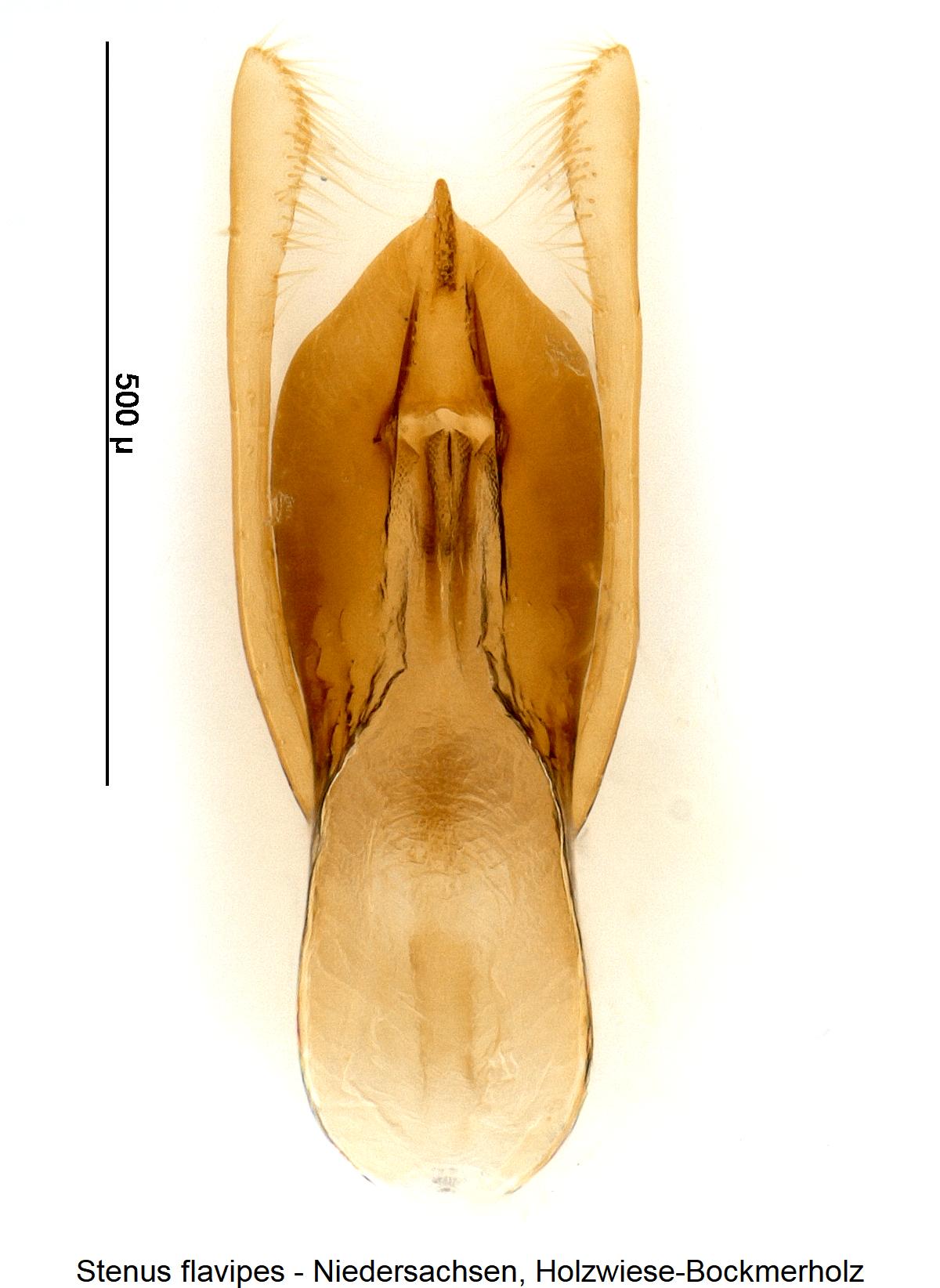 stenus_flavipes.jpg