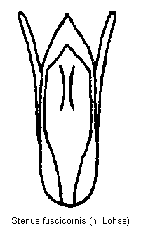 stenus_fuscicornis.gif