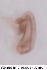 stenus_impressus_sperm.jpg