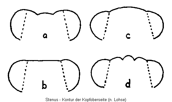 stenus_k.gif