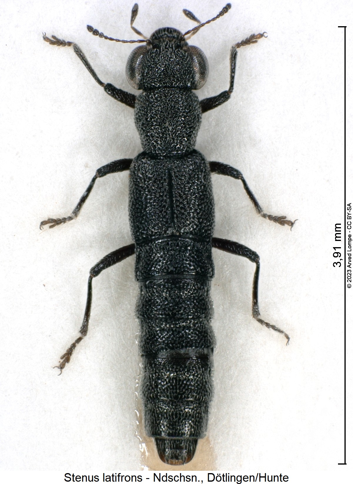 stenus_latifrons_hab.jpg