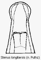 stenus_longitarsis.gif