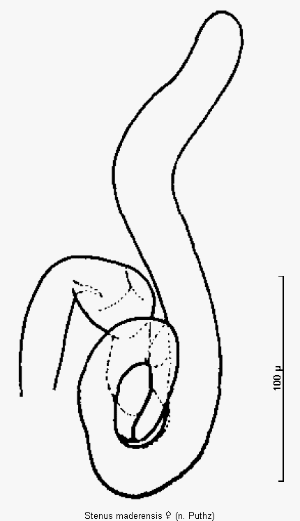 stenus_maderensis_sperm.gif
