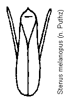 stenus_melanopus.gif