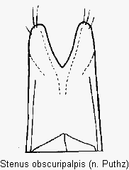 stenus_obscuripalpis.gif