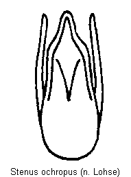 stenus_ochropus.gif