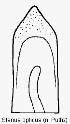 stenus_opticus.gif