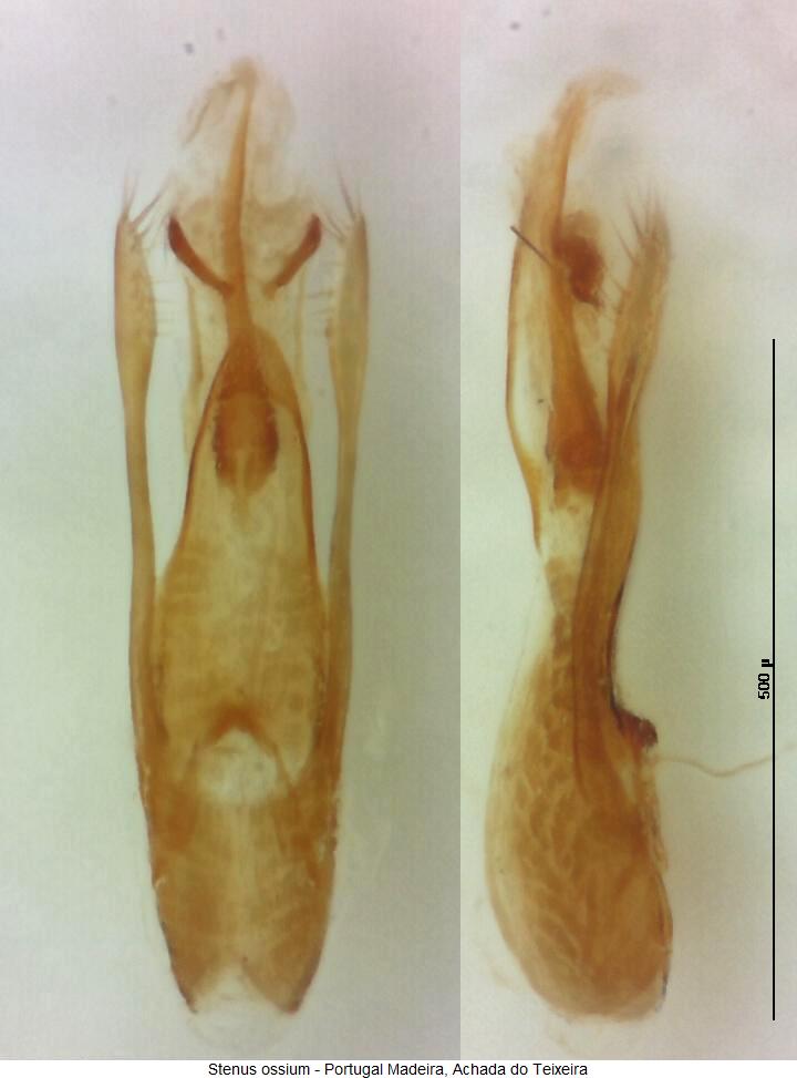 stenus_ossium1.jpg
