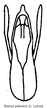 stenus_palustris.gif