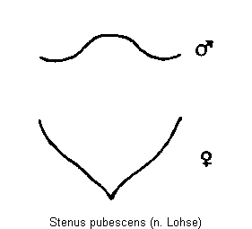 stenus_pubescens_ster.gif