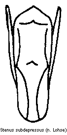 stenus_subdepressus.gif