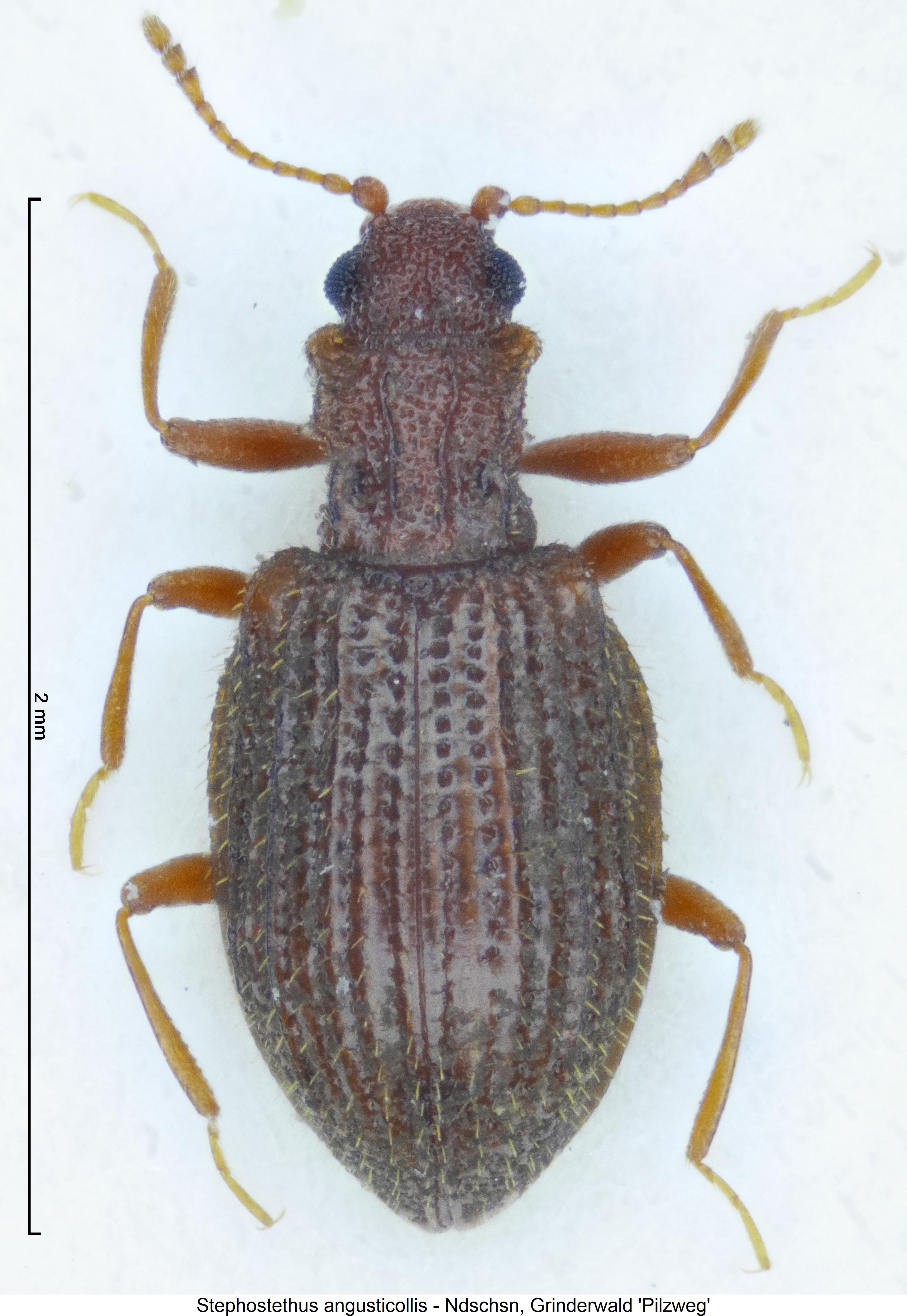 stephostethus_angusticollis_hab.jpg