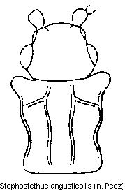stephostethus_angusticollis_vk.gif