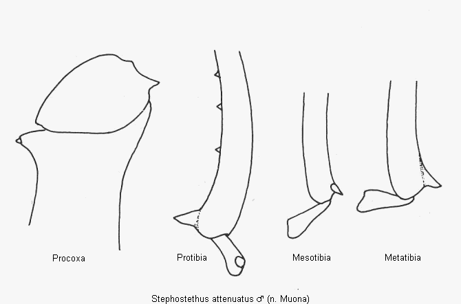 stephostethus_attenuatus_beine.gif