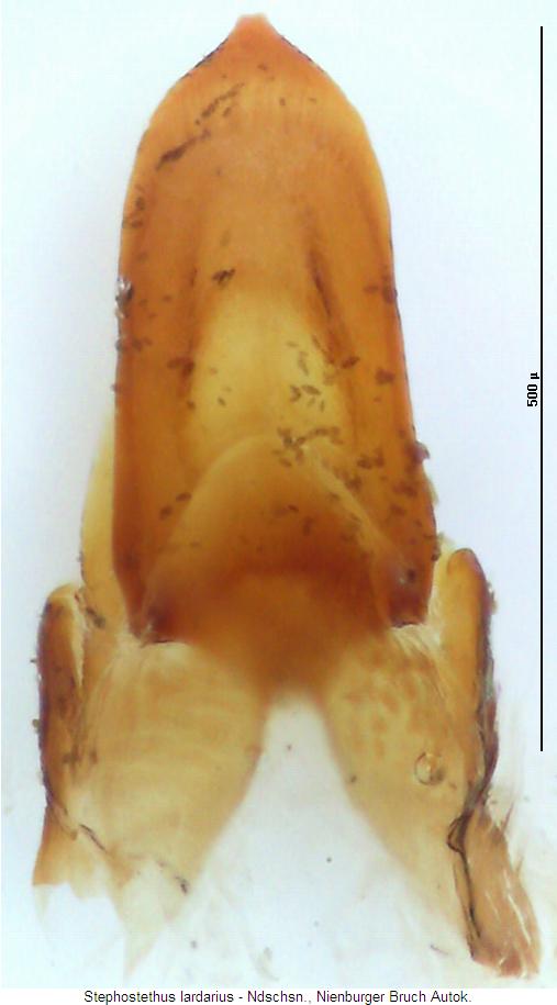 stephostethus_lardarius.jpg