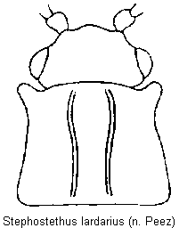 stephostethus_lardarius_vk.gif
