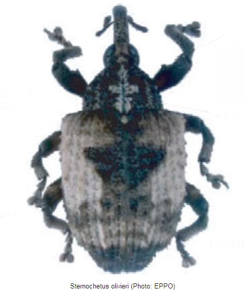 sternochetus_olivieri_hab.jpg