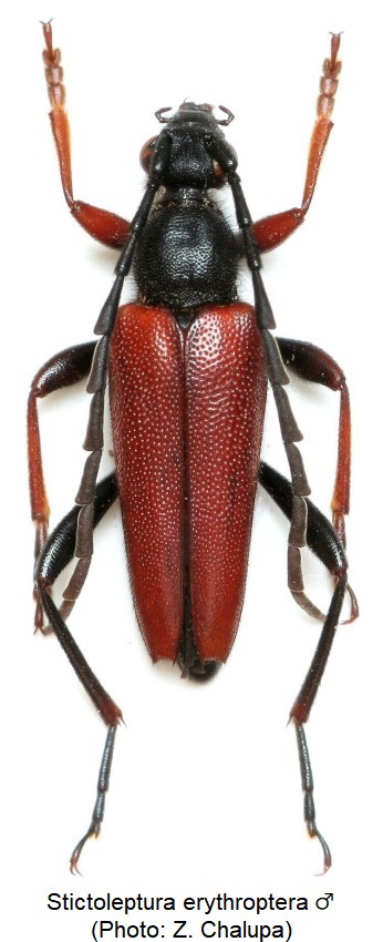 stictoleptura_erythroptera_m_hab.jpg