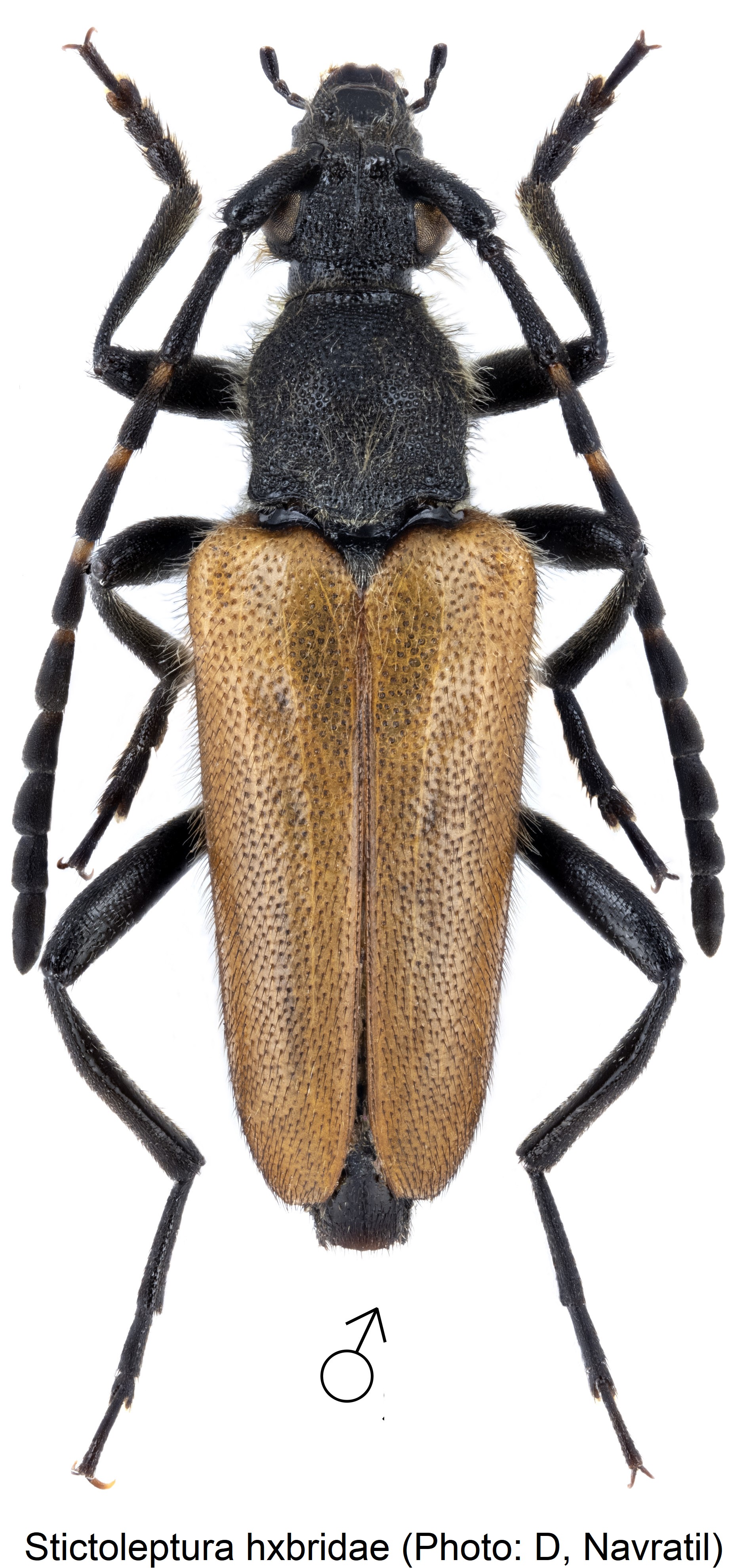 stictoleptura_hxbridae_hab.jpg