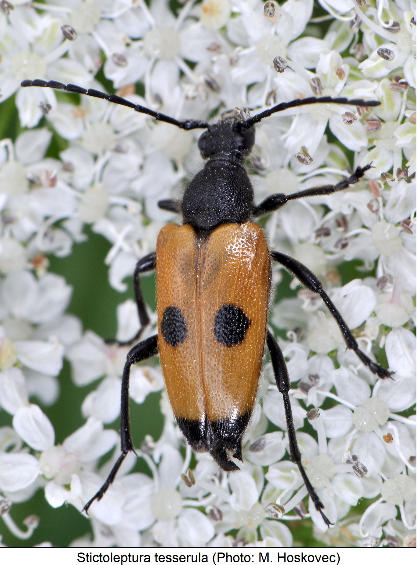 stictoleptura_tesserula_hab.jpg