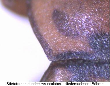 stictotarsus_duodecimpustulatus_hsch.jpg