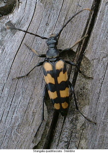 strangalia_quadrifasciata_hab.jpg