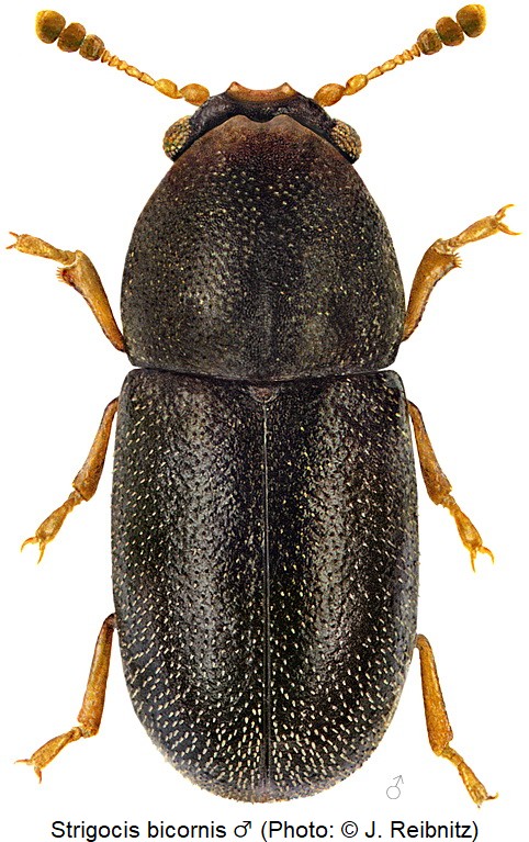 strigocis_bicornis_hab_rbn.jpg