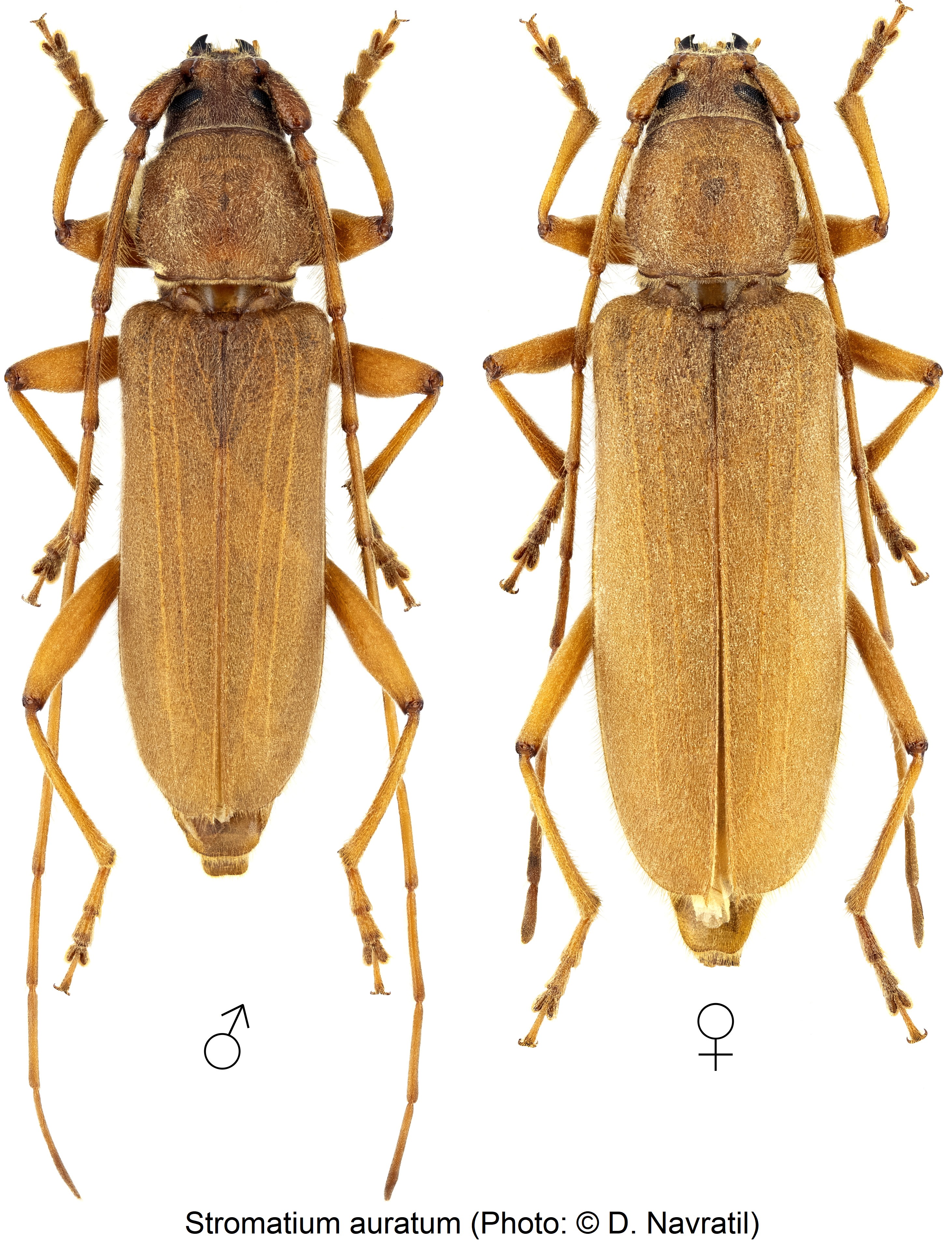 stromatium_auratum_hab.jpg