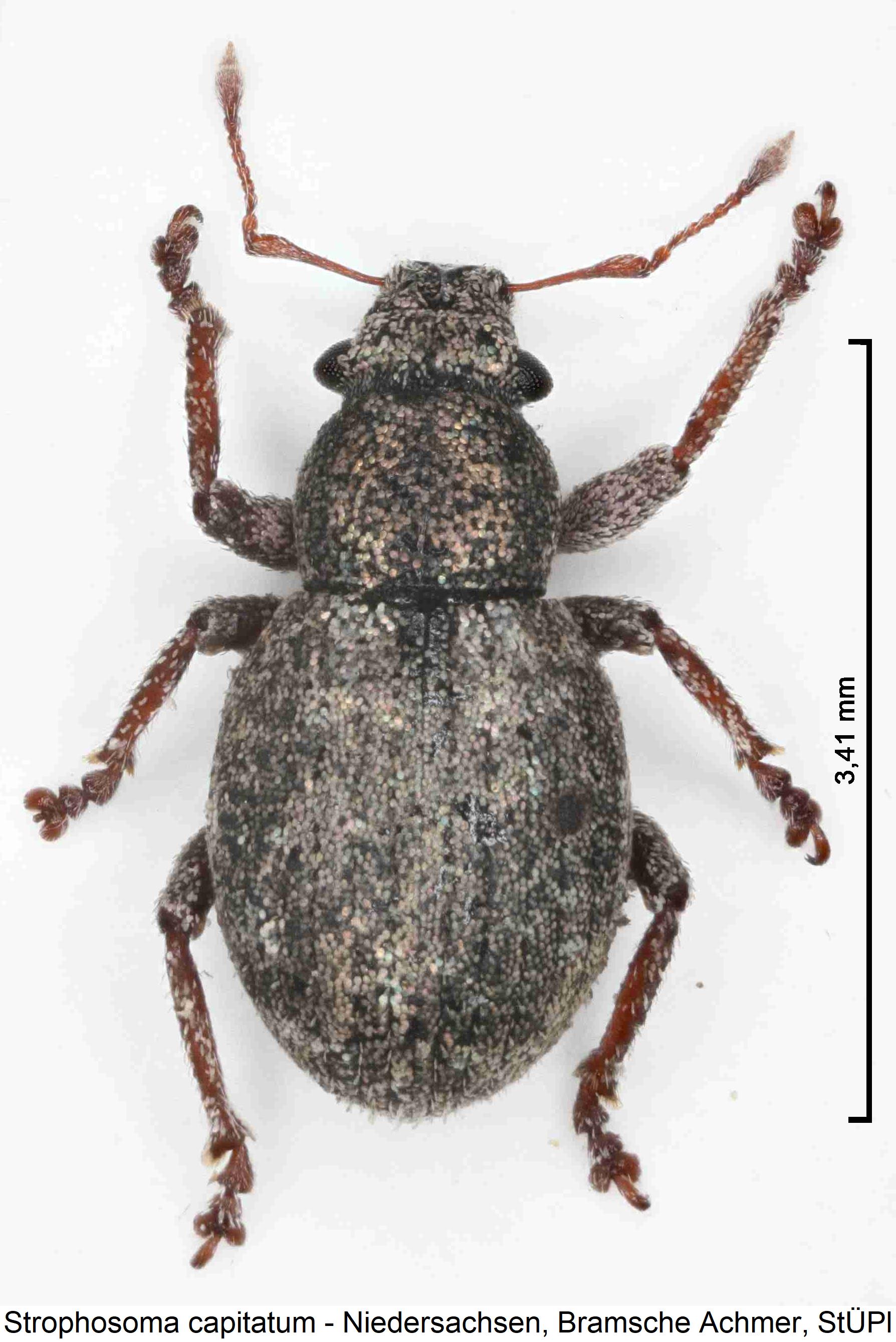 strophosoma_capitatum_hab.jpg