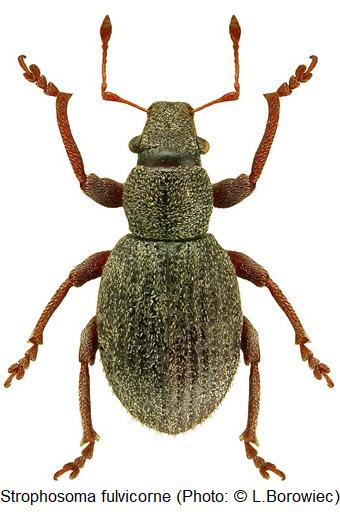 strophosoma_fulvicorne_hab.jpg
