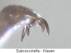 subcoccinella_klauen.jpg