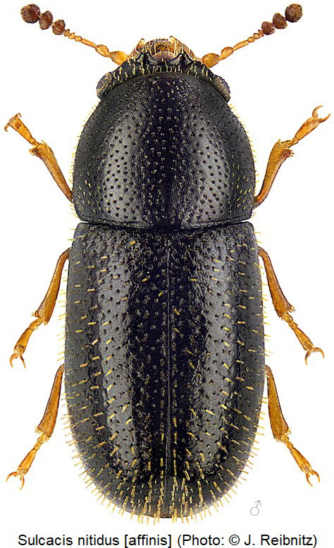 sulcacis_affinis_rbn.jpg