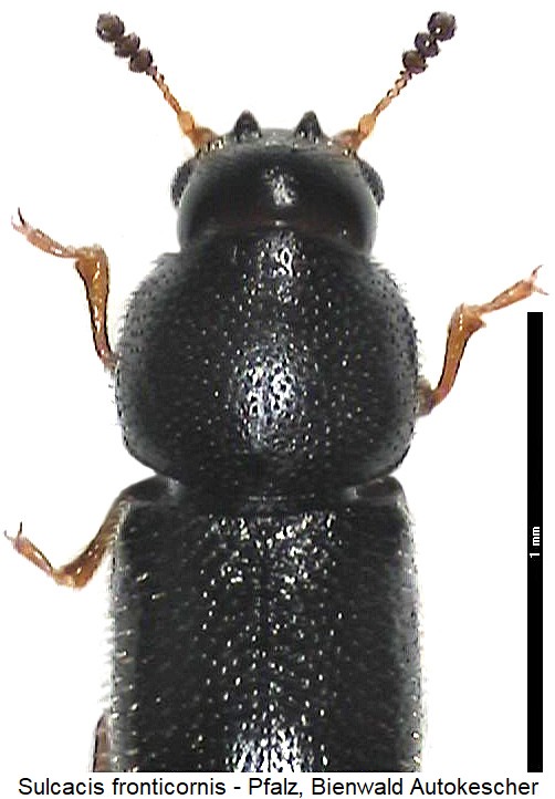 sulcacis_affinis_vk-20220302.jpg