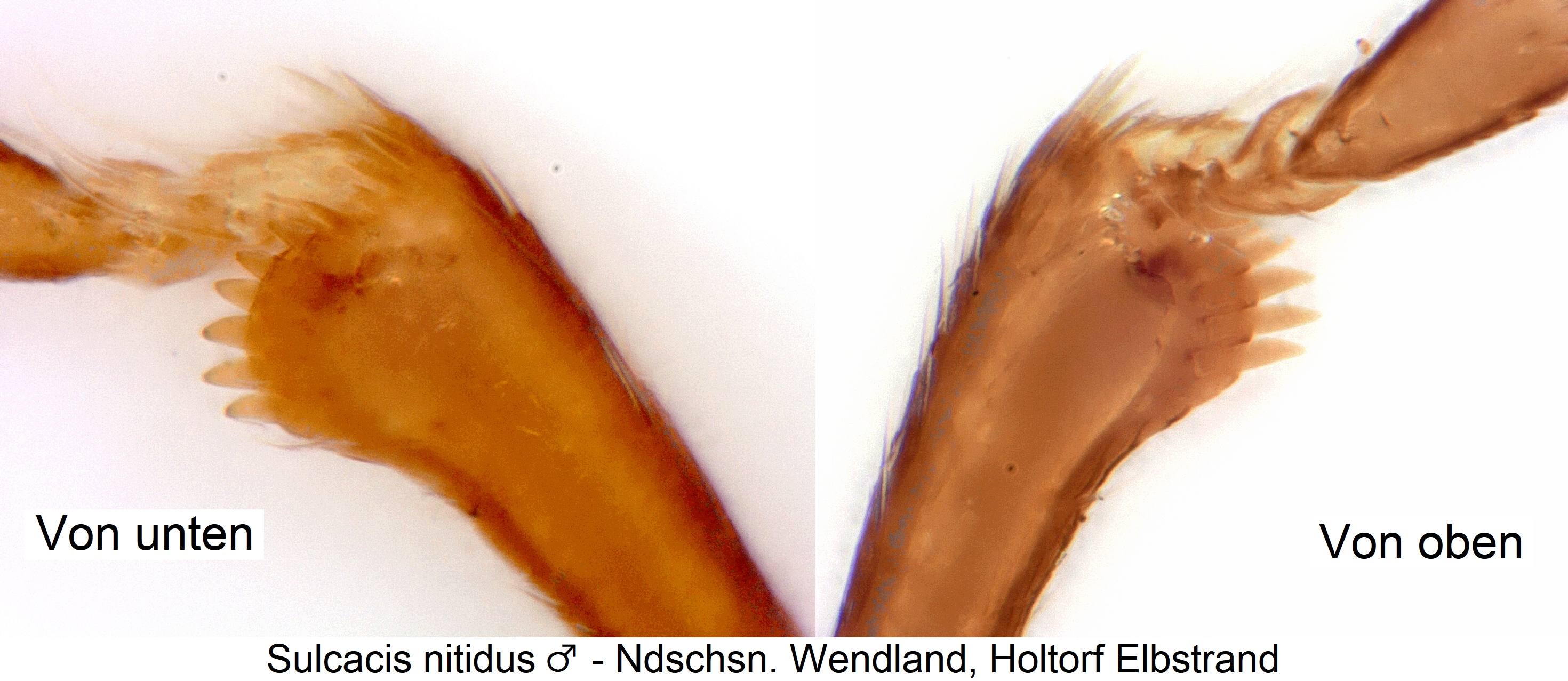 sulcacis_nitidus_m_vschn1.jpg
